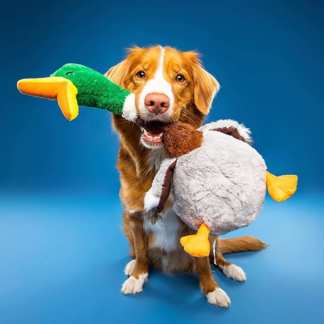 Alimentos para mascotas en distintas presentaciones